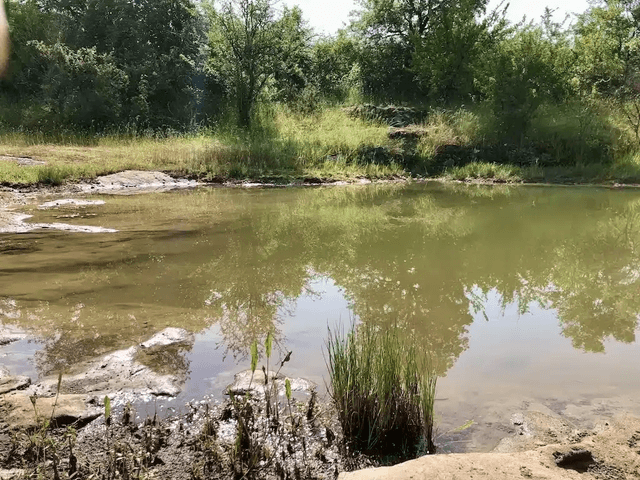 Bon cadeau à cheval ( balade du lac)